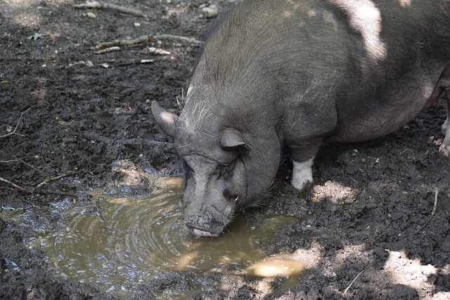 竞争冠的重 竞争冠的重