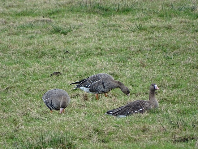 贝林厄姆对 贝林厄姆对